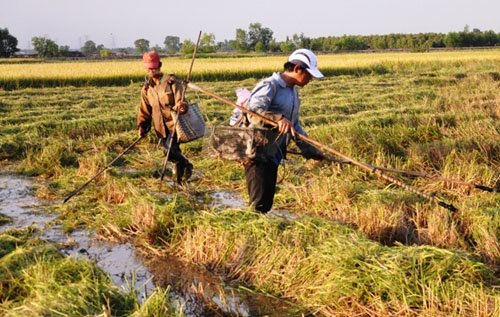 
Việc chích điện ở khoảng cách gần nhau, rất nguy hiểm
