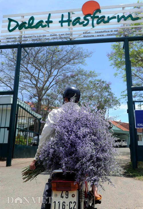 
Người nông dân mang sản phẩm đến nhà máy, đây gọi là những sản phẩm dễ tính hơn.
