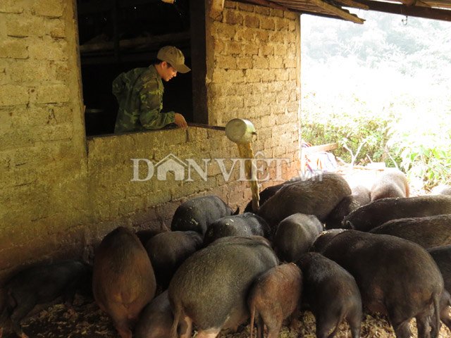 
Cho đàn lợn rừng ăn.
