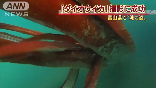 
Con mực màu trắng cam với chiều dài 4 mét, rộng 1 mét được phát hiện khi đang bơi dọc theo một chiếc thuyền trên vịnh Toyama Bay, bờ biển phía Tây Nhật Bản.
