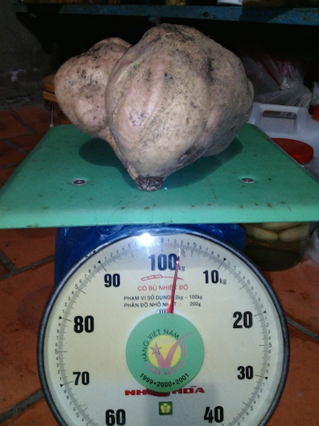 Củ khoai lang nặng 3 kg