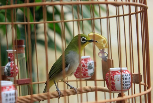 chim-quý, chim-cảnh, vành-khuyên, đại-bàng, hoàng-oanh, dân-chơi, Hà-thành, Đà-thành, Đà-Nẵng