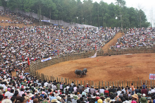 lễ hội, chọi trâu, lào cai, du khách, bảo thắng