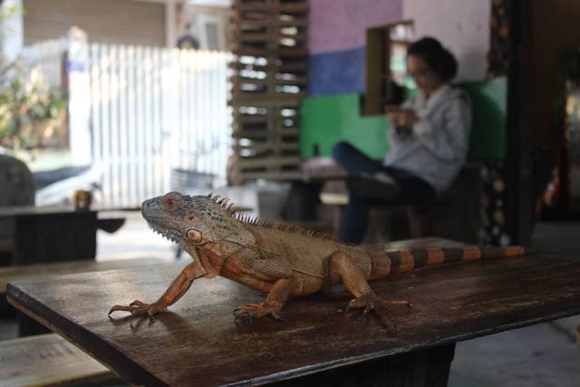 Quán café, lòng Cố đô, Thừa thiên Huế, mô hình