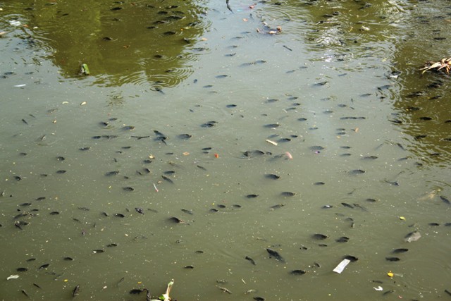 cá chết, kênh nhiêu lộc, ô nhiễm, môi trường