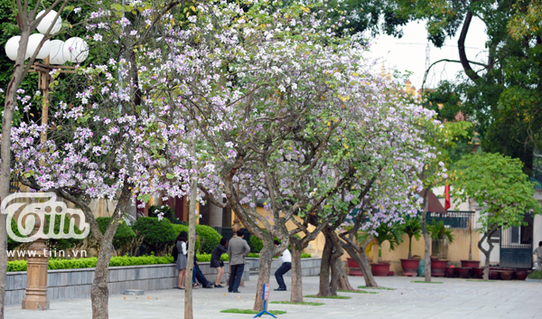 Hà Nội! Đẹp lắm mùa hoa ban!