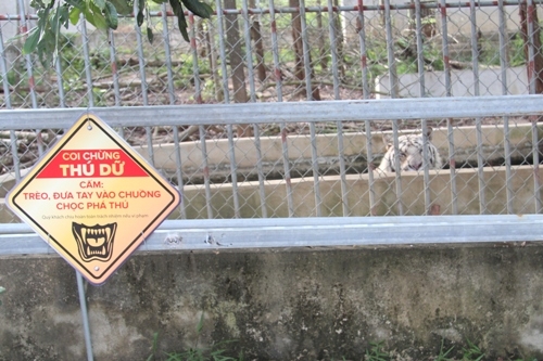 Tận mắt xem nơi ở của hổ trắng vồ đứt tay du khách tại Nghệ An - Ảnh 3