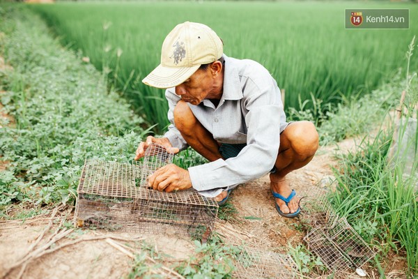 
Sau một đêm đặt bẫy, ngày hôm sau người dân đi thu hoạch chiến lợi phẩm.
