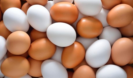 
Vi khuẩn: Chỉ có 1 trong 20.000 quả trứng có thể chứa vi khuẩn nhiễm độc Salmonella. Do đó, khả năng một quả trứng chứa vi khuẩn Salmonella là rất nhỏ. Các khách hàng trung bình có thể gặp phải một quả trứng bị nhiễm vi khuẩn độc 84 năm một lần.
