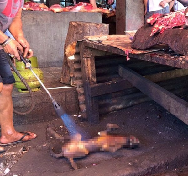 
Những chú chó bị đập cho bất tỉnh và bị nướng trực tiếp trên nền đất. Một số chú chó vẫn đạp chân liên tục trong quá trình nướng.
