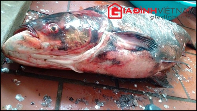 Chú cá được người dân đánh bắt tại thường nguồn sông Đà (đoạn chảy qua thị xã Mường Lay, Điện Biên).