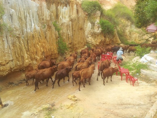 
Đàn bò 160 đang hoành hành ở suối Tiên
