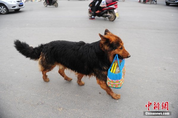 chu cho hang ngay cap lan di cho giup chu tro thanh ngoi sao tren mang