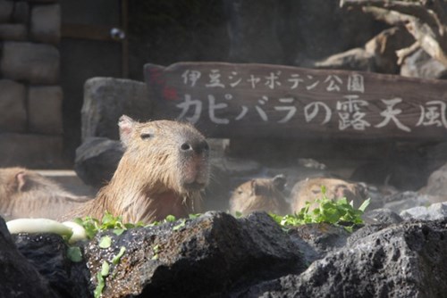 
Bởi vậy, ban quản lý công viên Izu Shaboten Park đã nảy ra sáng kiến cho những con chuột lang Capybara này tắm nước nóng trong suốt mùa đông dài để giúp chúng giữ ấm cơ thể.
