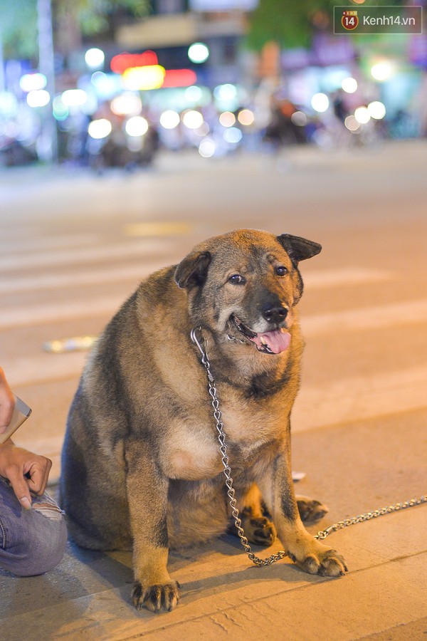 Thân hình béo ú ụ.