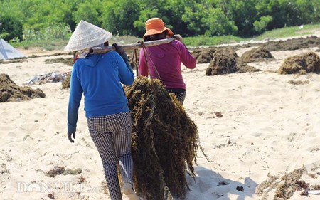 Doi nang ngup lan hai rong mo bien, phoi kho ban 5.000 dong/kg