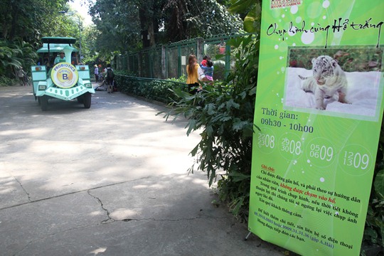 Thảo cầm viên Sài Gòn đã tiến hành tổ chức để người dân được chụp ảnh cùng 3 chú hổ trắng Bengal. Các khách đến tham quan đều rất thích thú lên hình với những chú hổ con đáng yêu