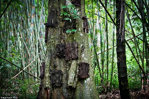 
Người Toraja cho rằng mộ cây giúp những hài nhi xấu số hòa mình vào mẹ Thiên nhiên, còn linh hồn của chúng sẽ được gió cuốn đi.
