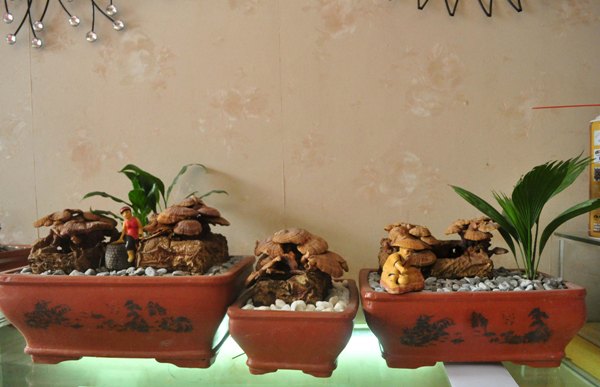 nam-linh-chi-bonsai-hinh-anh-3