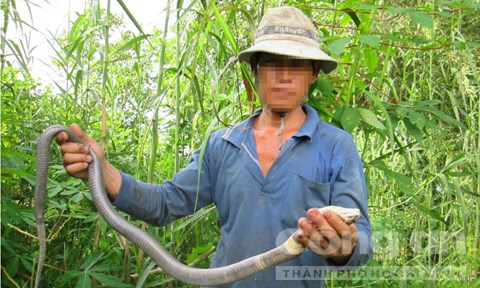 
Thợ săn dùng tay không để gỡ rắn hổ đất dính câu - Ảnh: Nguyễn Nhân
