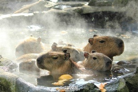 
Chuột lang Capybaras quen sống trong môi trường sông nước nhiệt đới.
