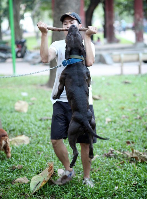 Một chú chó Pitbull được huấn luyện (ảnh anh Max).