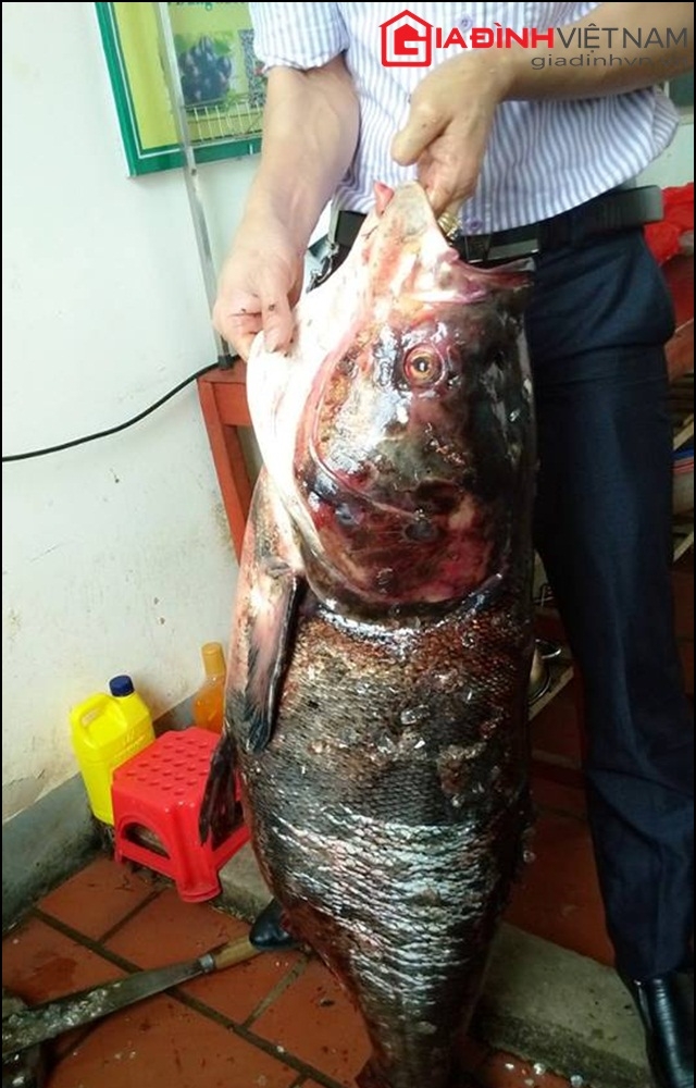 
Người dân làm thịt con cá mè nặng gần 30 kg được ngư dân đánh bắt trên sông Đà đoạn chảy qua thị xã Mường Lay, Điện Biên. Ảnh: Giadinhvn.
