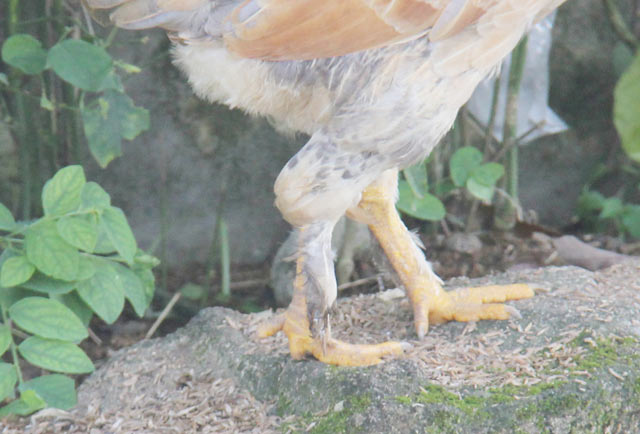 Con gà mái và phần lông phủ dưới chân khi nhìn ngang.