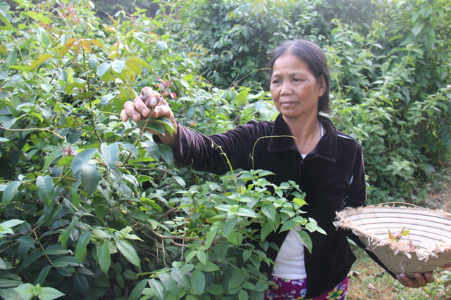 Tranh thủ lúc lên nương, người dân miền núi huyện Ba Tơ thường tìm hái lá xuân về bán.