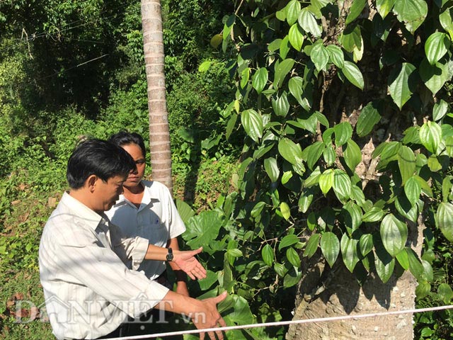 
Ông Lê Thanh Lực - Phó trạm Khuyến nông Ba Tơ (đứng ngoài) đang hướng dẫn cách bảo tồn giống tiêu bản địa.
