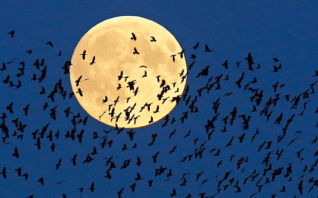 Đàn chim bay về tổ qua “siêu trăng” đang mọc trên bầu trời ở thành phố Mir, Belarus.