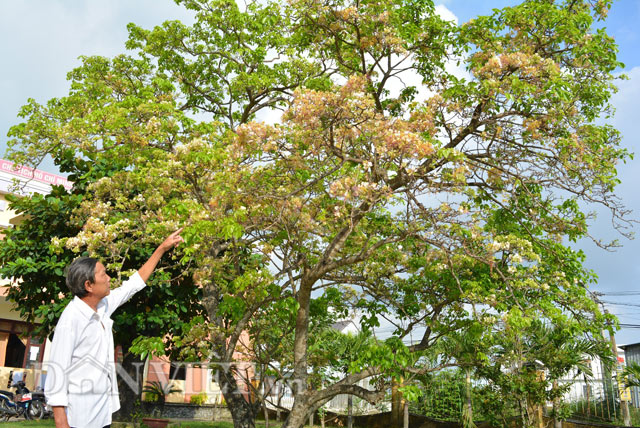 
Một số cụ già trong làng Thanh Quýt kể, trước đây trong làng có tới 6 cây mai hạ. Tuy nhiên, do chiến tranh tàn phá nên chỉ còn một cây ở miếu xóm của làng. Hiện nay, miếu đã được dời lên phía đầu xóm, nhường đất xây dựng UBND xã, vì thế bây giờ cây mai hạ duy nhất còn sót lại nằm trong khuôn viên của trụ sở ủy ban xã.
