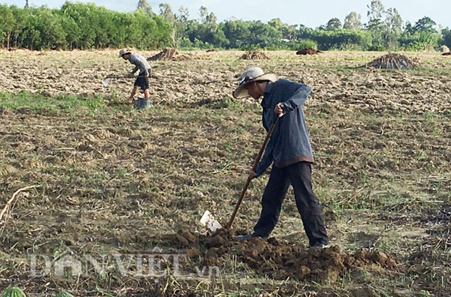 
Không chỉ ở Quảng Nam, những người dân ở khu vực cánh đồng bãi bồi Thổ Lưu, thôn Đông Hòa, xã Tịnh Giang, huyện Sơn Tịnh (Quảng Ngãi) thường đào sùng đất từ khoảng 6 giờ đến 11 giờ sáng và tiếp tục từ 14 giờ đến 17 giờ 30. Ảnh: Dân việt
