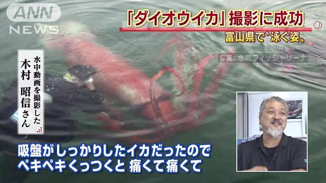 
Con mực được phát hiện khi trồi lên gần một bến cảng thuộc bờ biển Nhật Bản.
