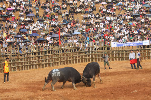 lễ hội, chọi trâu, lào cai, du khách, bảo thắng