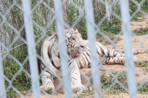 Tận mắt xem nơi ở của hổ trắng vồ đứt tay du khách tại Nghệ An - Ảnh 4
