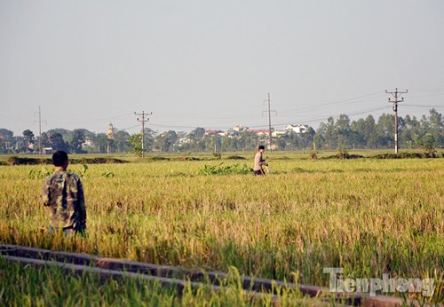 
Anh Tuấn (Mai Lĩnh, Hà Nội) và các đồng nghiệp giăng lưới bắt chim. Tấm lưới có chiều dài khoảng 40 mét, hai đầu được cố định bằng cọc sắt cao hơn 2 mét, mép lưới thả sát mặt đất.
