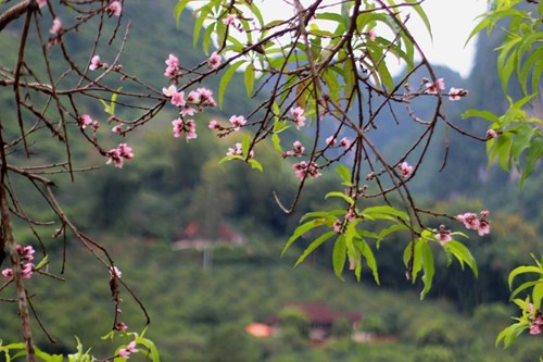
Nhà anh Quảng Văn Học ở xã Chiếng Cọ (TP Sơn La) có cây đào cổ trước sân ra hoa trái vụ thu hút người qua lại dừng chân ngắm.
