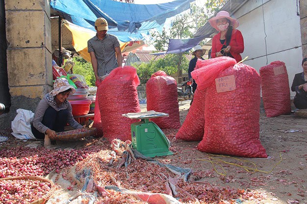 Hiện tại hành Lý Sơn đang có lượng tiêu thụ lớn và được mua rất nhiều.