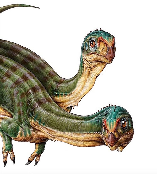 Chilesaurus khiến các chuyên gia cổ sinh học vô cùng ngạc nhiên. Ảnh: Gabriel Lío