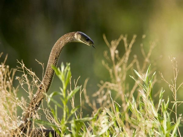 
Mặc dù sở hữu cơ thể dài, Mamba Đen vẫn là vận động viên bò nhanh nhất trong thế giới loài rắn.
