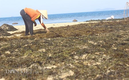 Doi nang ngup lan hai rong mo bien, phoi kho ban 5.000 dong/kg