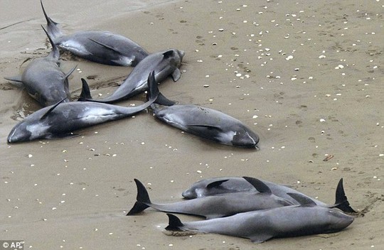 150 con cá heo mắc cạn ở bãi biển TP Hokota. Ảnh: AP
