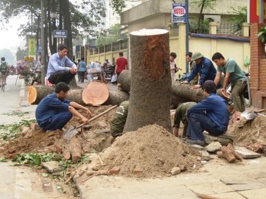 Tờ Người Lao Động chú thích: Một cây lớn bị chặt hạ nhưng gốc và thân cây không hề có dấu hiệu mục rỗng. (Ảnh: NLĐO)