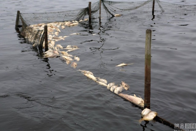 Nguồn nước ô nhiễm là nguyên nhân làm hàng loạt cá và cua tại trang trại bị chết