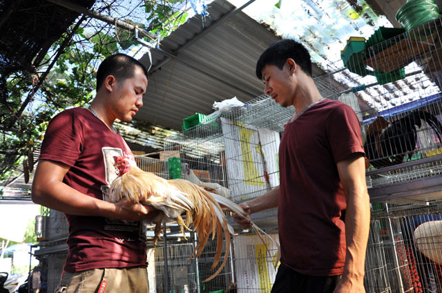 
Anh Nam đang trao đổi, thương lượng giá chú gà độc trị giá khoảng trên 50 triệu đồng với một khách “săn” gà đến Nam Từ Liêm, Hà Nội.
