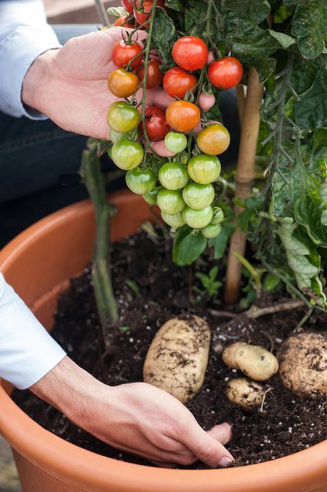 
Cây ghép TomTato này là một giải pháp vô cùng hiệu quả cho những nhà phố với diện tích chật hẹp.
