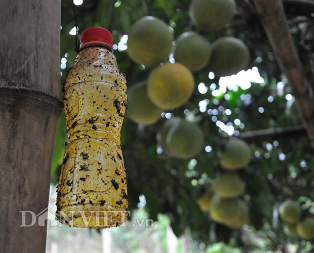 
Thay vì dùng thuốc trừ sâu để phun, ông Hùng thường tận dụng các loại chai, lọ bỏ đi để bắt sâu, bọ cho cây bưởi.
