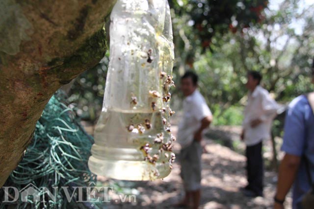 
Theo các nhà khoa học, thực tế, ruồi vàng chích vào thịt trái chôm chôm là để đẻ trứng, trứng sẽ nở thành giòi. Mỗi lần chích, ruồi vàng có thể đẻ vài chục trứng. Nếu bị vài vết chích, mỗi trái chôm chôm có thể có đến cả trăm con giòi. Sau đó, giòi sẽ phát triển thành những con ruồi vàng, tiếp tục tấn công vườn chôm chôm.
