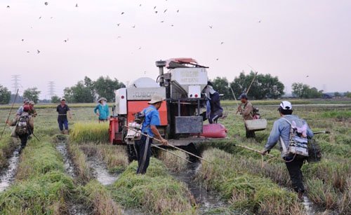 
Sau khi máy gặt cắt chỉ còn một mảng lúa nhỏ trên ruộng, 7, 8 tay thợ săn thi nhau lao vào chích điện, khoảng cách những người này có khi chưa tới 1m. Ai cũng cố gắng đi thật nhanh vì sợ người khác chiếm phần
